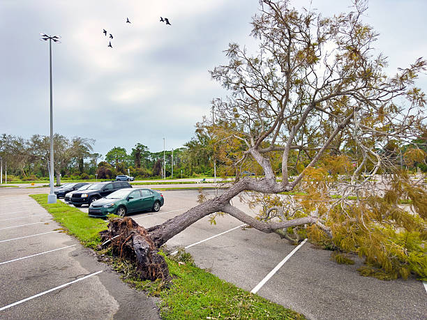 Fallen tree in parking lot after Hurricane Milton in Sarasota, Florida