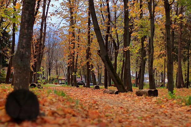 Serene view of a forest walkway during autumn, with scattered colorful leaves and tall trees creating a tranquil and picturesque atmosphere, ideal for nature and seasonal themed projects.