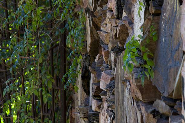 A wall made of rocks and a green vine growing on it. The wall is surrounded by trees and the vine is reaching out towards the sky