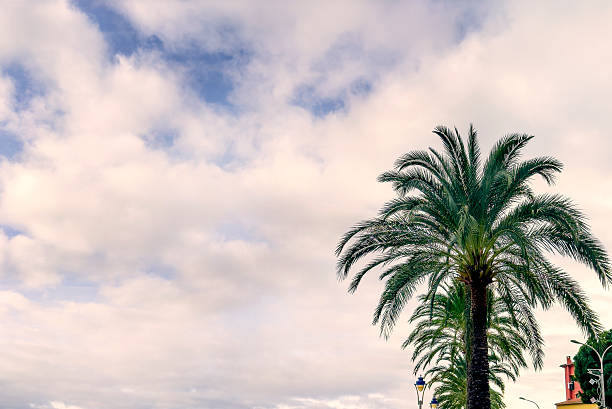 istock Group of beautiful palm trees in a row over sky 2222269110