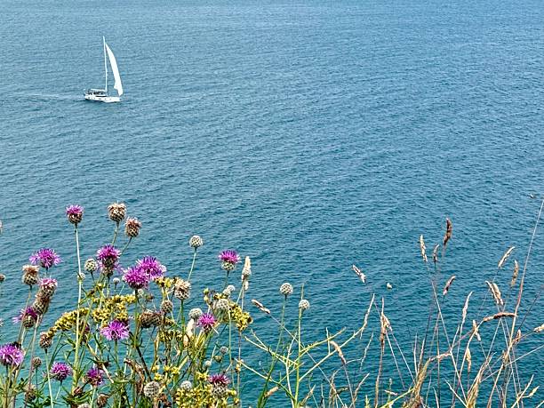 A little white yacht sails across the bay at Brixham Devon
