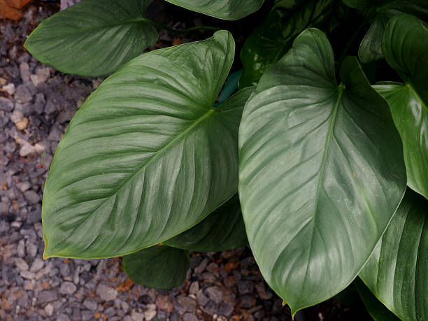 istock green and silver plant decorate garden 2222270464