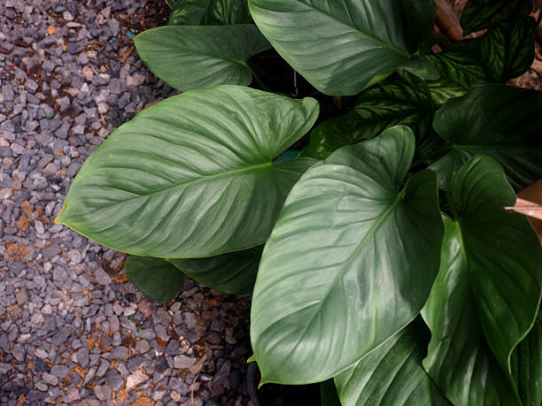 istock green and silver plant decorate garden 2222270487