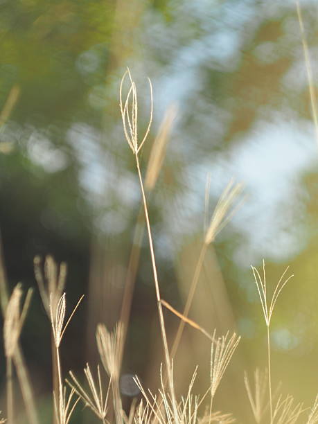 istock dry grass with bokeh and sunlight soft focus 2222270547