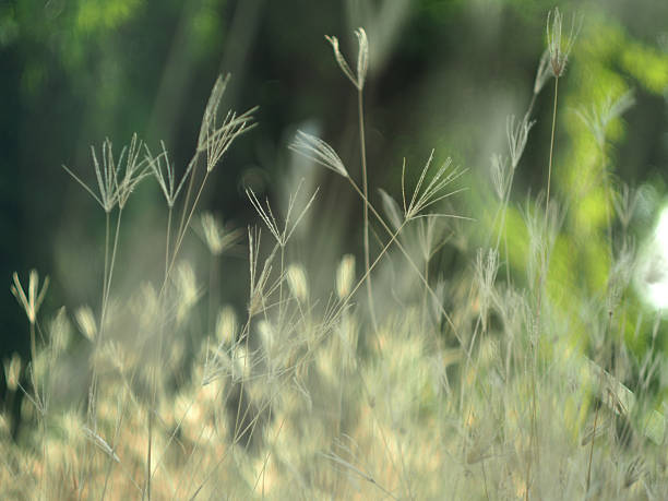 istock dry grass with bokeh and sunlight soft focus 2222270694