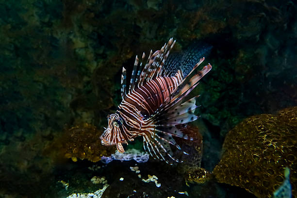 istock The red lion fish in water 2222271248