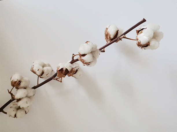 istock Cotton branch on white background with a copy space 2222274485