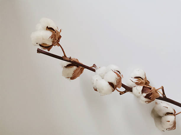 istock Cotton branch on white background 2222274486