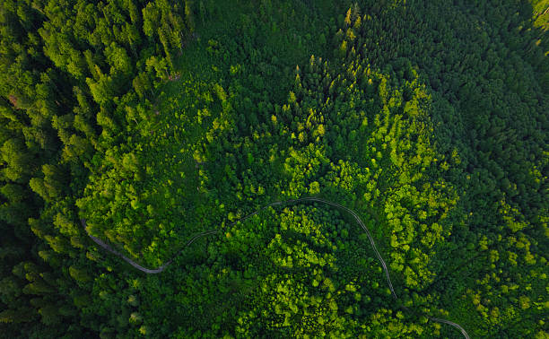 istock Green pine forest in mountain summer with a view from above.Spring birch groves with beautiful texture. Forest reduce carbon emissions and clean air. 2222275867