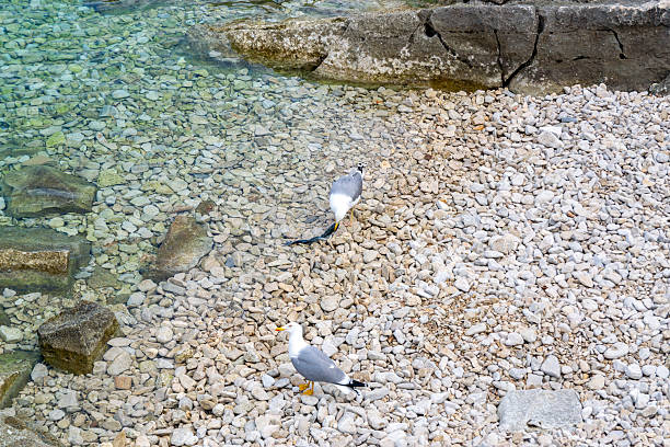 Two seagulls on a rocky beach at the Adriatic Sea. One bird is pecking a freshly caught fish, while the other stands nearby watching. Clear shallow sea water and coastal stones create a bright summer wildlife scene in Croatia.