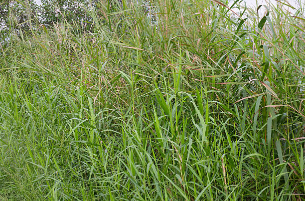 istock Vibrant Green Phragmites Australis Common Reed Tall Grass Forming a Serene Lush Natural Background and Textured Field 2222281546
