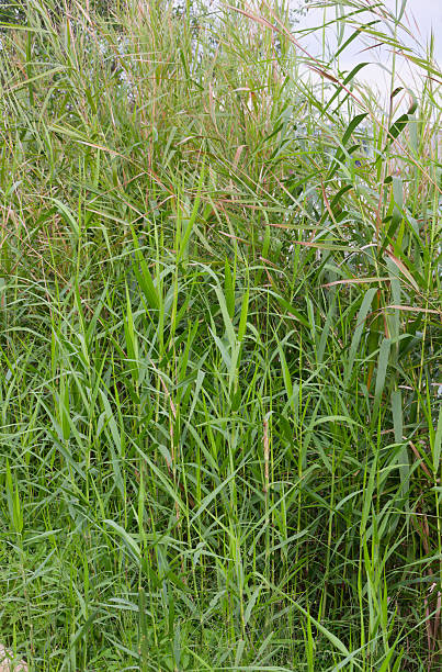istock Lush Green Reeds Phragmites australis Forming a Dense Natural Thicket Creating a Vibrant Organic Background and Serene Ecosystem Texture 2222281550