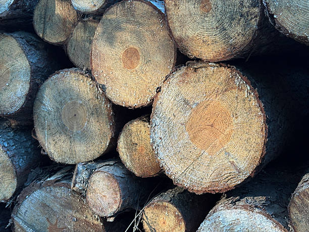 Heap of wood logs in forest. Lumber industry, tree logs