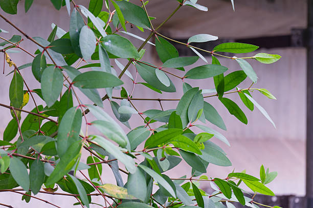 istock Vibrant Green Eucalyptus Globulus Leaves Creating a Lush Botanical Tapestry Symbolizing Fresh Growth and Tranquil Natural Beauty Outdoors 2222282065