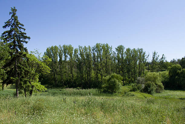 A group of trees in a field. Tree. Grass. Outdoor. Sky. Field