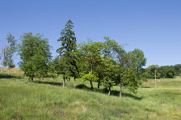 istock A group of trees in a field 2222282715