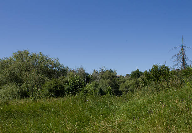 istock A grassy area with trees in the background 2222282852