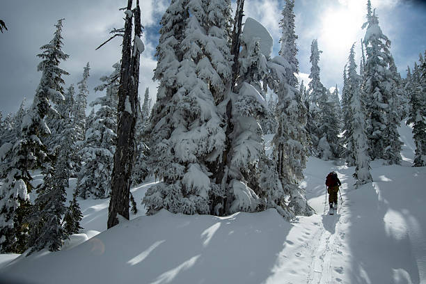 istock Backcountry skier climbs mountain through forest 2222283341