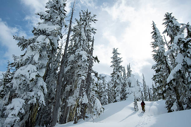 istock Backcountry skier climbs mountain through forest 2222283412