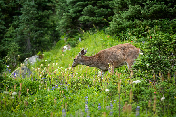 A deer eating small yellow flowers in a flower pot