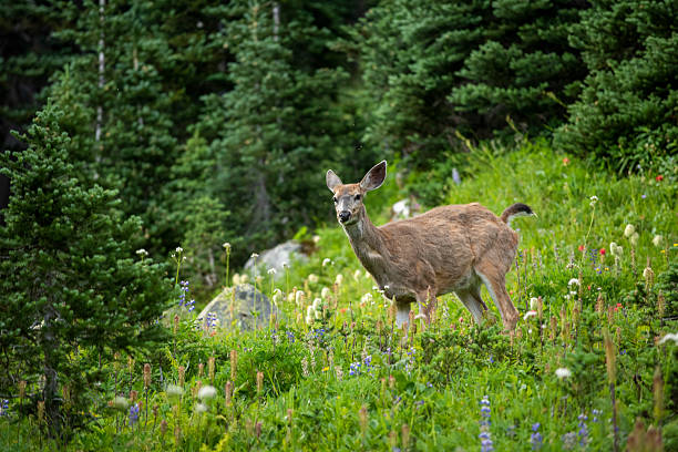 istock Deer grazing in lush meadow 2222285391
