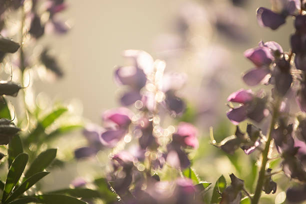 Close-up view, backlit and selective focus on pink lupin flowers, Garibaldi Park, British Columbia