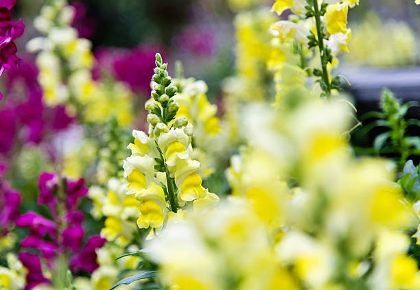Snapdragons blossoming in the park.