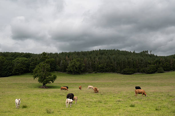 istock Beef cows and calves in a field 2222286239