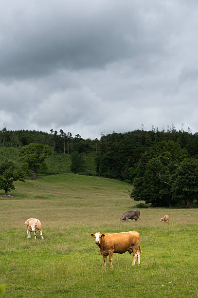 istock Beef cows and a calf in a field 2222286789
