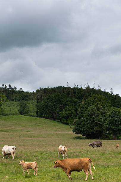 istock Beef cattle and a calf in a field 2222286798
