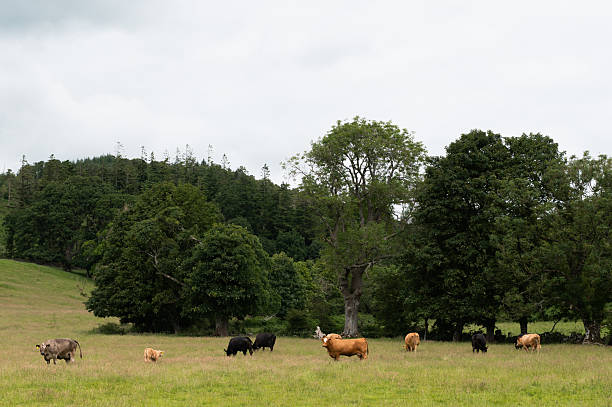 Small group of beef cattle in a field in rural Scotland on a summer morning