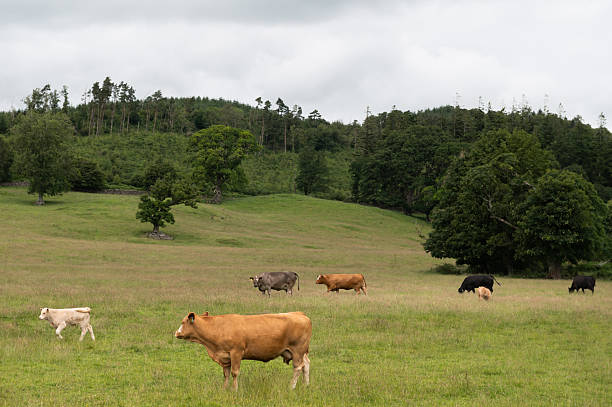 istock Beef cattle and calves in a field 2222286818