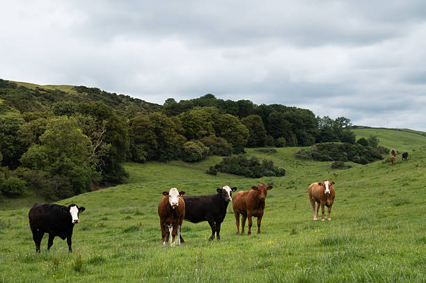 istock Five beef cows standing in a field in Scotland 2222286839