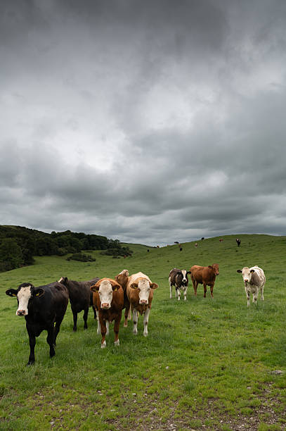istock Group of beef cattle looking at the camera 2222286893