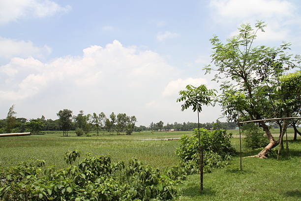 A serene rural landscape with lush green fields stretching into the distance. The scene is dotted with various trees, bushes, and a few small plants growing in a neatly maintained area. The sky above is bright with a mix of white fluffy clouds and patches of clear blue, suggesting a pleasant, sunny day. The natural beauty of the countryside is highlighted by the gentle, undisturbed greenery and the tranquil ambiance of the open field.
