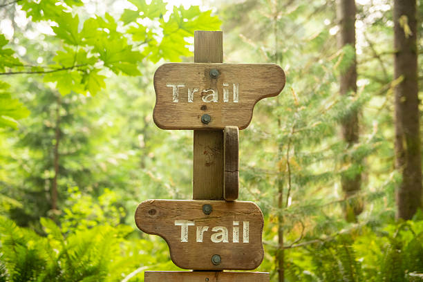 istock POV as hikers walk through temperate rain forest 2222290750