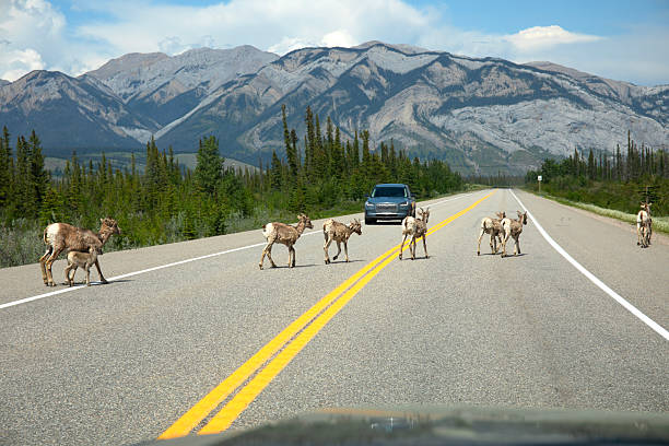 Canada Alberta Banff national park. sheep crossing highway