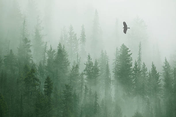istock Forest detail, hawk  in flight , wilderness area 2222293852