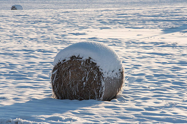 Heavy snow on harvested soybean field in Ontario, Canada