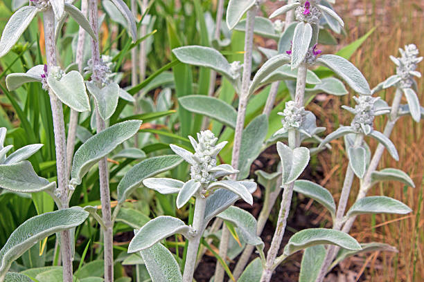 Lambs - ear ornamental woolly textured flower garden plant with lamb shaped ears.