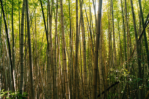 A narrow path with green bamboo trees on both sides. High quality photo