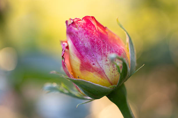 Rosebud in the sunset light, close up