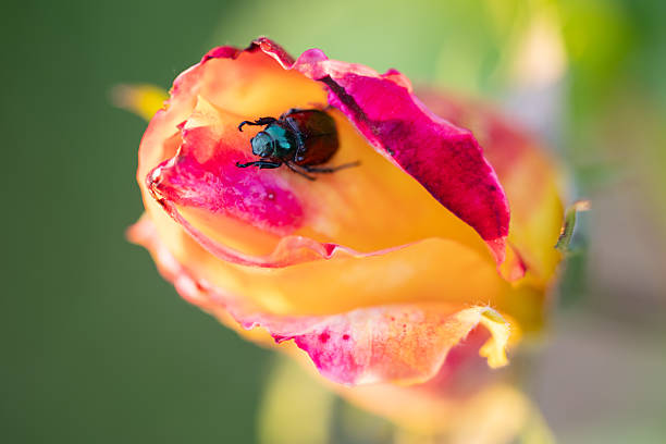 Shiny green beetle sits on an unopened rosebud in the sunset light, close-up
