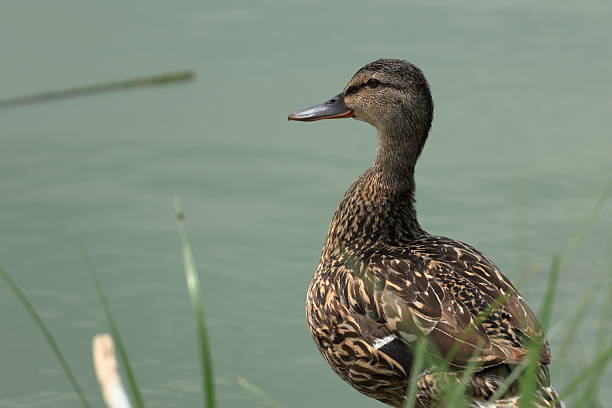 It's the beginning of summer in the northern hemisphere (June). All the waterfowl have already hatched. Like this female mallard, which is hovering over her ducklings from the shore of a lake