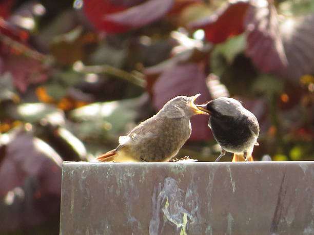 istock Black redstart offspring opens its beak and expects food from its parents 2222299588