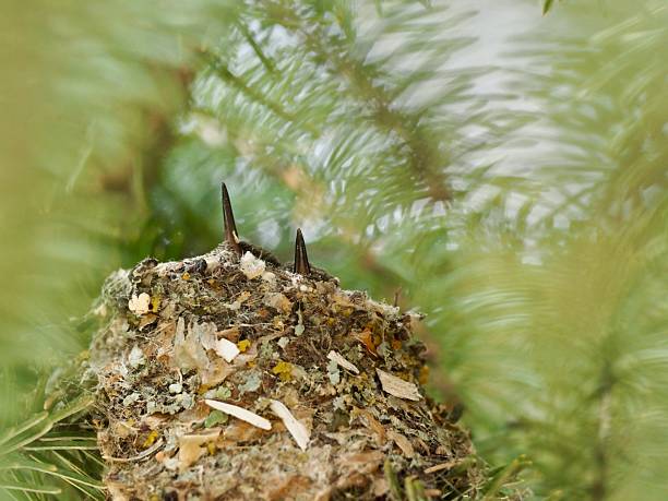 Two hummingbird chicks in nest, Colorado.OLYMPUS DIGITAL CAMERA