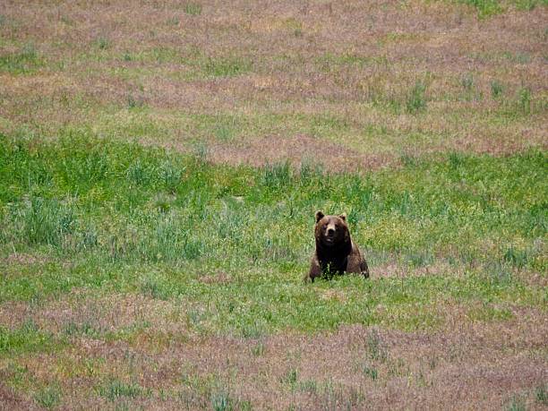 istock Rescued Bear in Meadow 2222300157