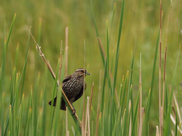 Female Red Winged Blackbird, Colorado.OLYMPUS DIGITAL CAMERA