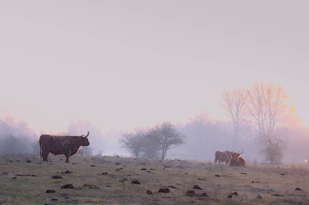 istock Highland Cow in the fog 2222302029
