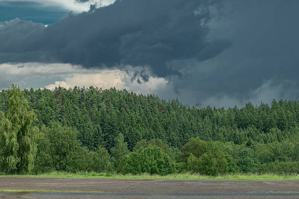 Green forest in mountains after storm with summer fresh rain
